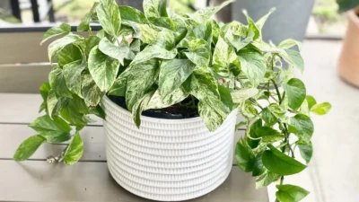 Queen Pothos Plant