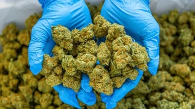 The Best Cannabis Strains for Relaxation in Canada