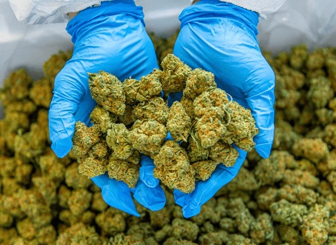 The Best Cannabis Strains for Relaxation in Canada