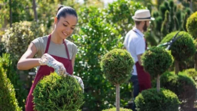 Choosing the Right Tree for Landscaping Style