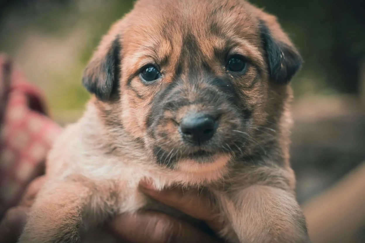 The Right Age to Adopt a Puppy