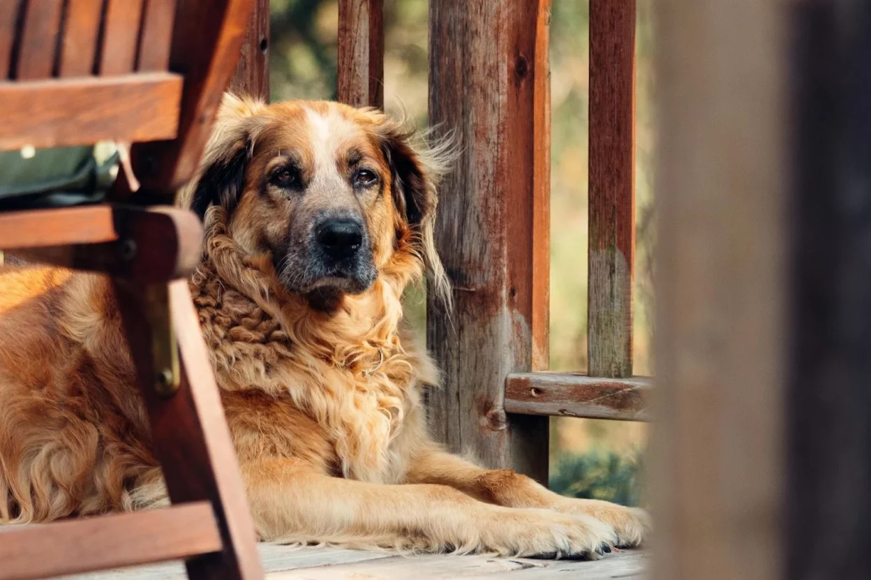 GPS Trackers for Senior Dogs