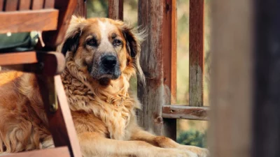 GPS Trackers for Senior Dogs