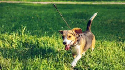 Enjoyable Dog Walking