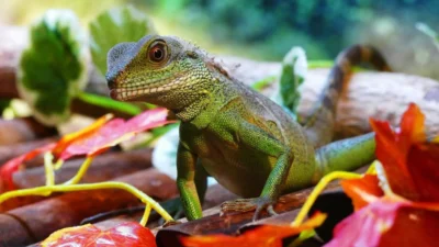 Understanding Reptile Food Options